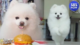 [순간포착 세상에 이런 일이] 설이를 위한 강아지 펫푸드 특별식! / What on Earth! Preview | SBS NOW | ZUM TV