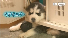 너무 더울때 한번쯤 상상해봤던거 허숙희들은 실천함ㅋㅋㅣHusky Siberian Puppies Feeling Hot Open The Fridge To Get Inside... 