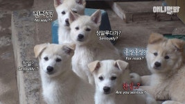 모르는 개가 우리집에 강아지 6남매를 낳아서 힘든데 문제는 귀여워요ㅣStray Dog Sneaked Into My House And Gave Birth | ZUM TV
