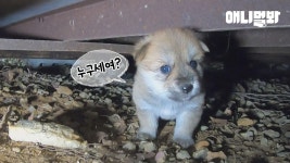컨테이너 밑에서 발견된 강아지.. 그리고 그 곁엔ㅣFive Puppies Found Underneath A Container Box : TV줌 컨테이너 밑에서... 