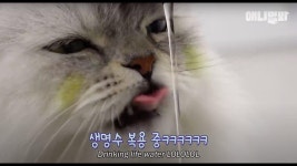 RM이랑 동갑인데 사람 나이로는 올해 130세 되신 밍키냐옹 묘르신ㅣCats Same Age As RM Of BTS But 130 Years Old In Humans Age... 