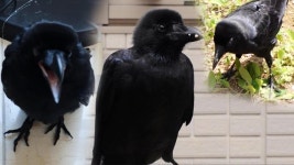 ‘BMX 레이싱 소년’ 권민하의 BMX 입문기! : TV줌 ‘BMX 레이싱 소년’ 권민하의 BMX 입문기!