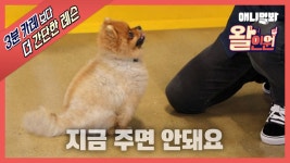 사랑할때만이 아니라 강아지 간식 줄 때도 타이밍이 중요하다는 거 아시나요?ㅣThe Importance Of Timing When Giving Treats To... 