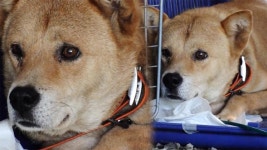 ‘불맛’ 빛깔부터 다른 비주얼 ‘오삼불고기’ : TV줌 ‘불맛’ 빛깔부터 다른 비주얼 ‘오삼불고기’