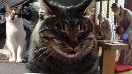 향과 식감의 환상의 조화, 석갈비 ‘안성 맛집’ : TV줌 향과 식감의 환상의 조화, 석갈비 ‘안성 맛집’