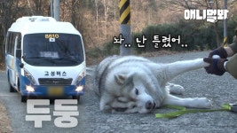 걷기 싫어서 버스 히치하이킹하는 허숙희씨의 남모를 사연ㅣFat Dog Who Doesnt Feel Like Walking Hitchhikes A Bus LOL | ZUM TV
