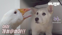 같이 사는 천재 거위 때문에 고dog한 강아지ㅣGoose Became Enemies With A Dog Roommate | ZUM TV