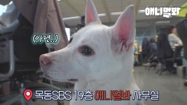 내 주인은 애니멀봐 방송국놈이었다 [브로드개스팅챌린지 5화]ㅣDog Doing Dog Challenges In Broadcast Center EP5 | ZUM TV