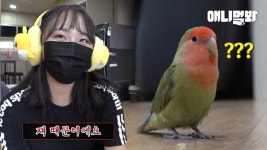 역시 동물농장 앵무새는 화가 나있어야 제 맛 l How To Turn An Aggressive Parrot Into A Sweetie Pie | ZUM TV