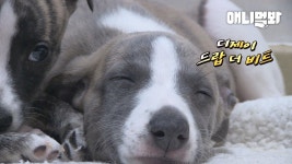 태교를 디제잉으로 한 강아지들이 태어나자 생긴 일 ㅣWhat Happens After The Birth Of Puppies Who Listened To Prenatal DJ Mi... 