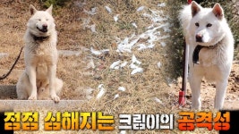 6개월 동안 주변 동물들을 죽음에 이르게 한 ‘희대의 사냥꾼’ 크림이 | ZUM TV