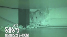 [8월 22일 예고] 자유를 꿈꾸는 햄스터! ‘햄생크 대탈출’ | ZUM TV