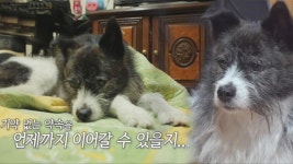 1년 반 빈 집에서 할아버지를 기다리는 차돌이의 ‘외로운 기다림’ | ZUM TV