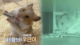 숨 막히는 탈출 대작전 햄생크 탈출! 자유를 꿈꾸는 햄스터 ‘우연이’ | ZUM TV