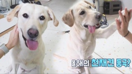 개묘의 마음은 내가 접수한다! 개그맨 황제성이 CEO 황제성으로? [개발하라묘 런칭]
