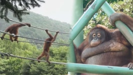 오랑우탄 뽀미×뽀리, 생애 첫 고공 타워 점령기! | ZUM TV