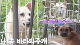 [10월 10일 예고] 나 좀 바라봐주개! 애절한 짝사랑☆ | ZUM TV