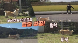 견생크 탈출! 상습 가출견 ‘제이크’ | ZUM TV