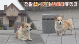 매일 화본역에 나타나는 의문의 웰시코기 ‘제이크’ | ZUM TV