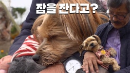 옆집 아저씨를 만나면 ‘자는 척’ 연기를 하는 강아지?! | ZUM TV