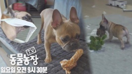 [12월 19일 예고] 상상초월! 역대급 사고뭉치 이야기 | ZUM TV