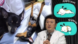 반려견 심리상태를 반영하는 수면자세에 숨겨진 의미! | ZUM TV