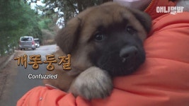 어미개 대신 보살피고있던 똥강아지들이 한밤중에 단체로 사라졌습니다ㅣRescuing The Last Remaining Pup At The Golf Course | ZUM TV