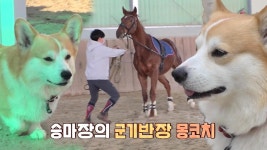 승마장 군기반장, 카리스馬 코치 ‘몽이’ | ZUM TV