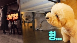 견주 기침에만 줄행랑치는 강아지 ‘태리’ | ZUM TV