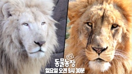 [3월 6일 예고] 백사자의 전쟁, 한치의 양보도 없는 치열한 승부 | ZUM TV