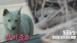 [4월 10일 예고] 한 끼 줍쇼! 어느 날 나타난 뻔뻔한 백구 | ZUM TV [4월 10일 예고] 한 끼 줍쇼! 어느 날 나타난 뻔뻔한 백구