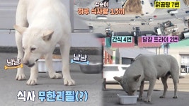 하루 열세 끼 얻어먹고 다니는 대식견 갑순이! | ZUM TV