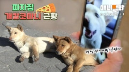 [동물농장 레전드] 피자집 쌍둥이 강아지 자매 반전 근황🤭ㅣUnexpected Update On The Twin Dog Sisters That Acted The Same Way... 