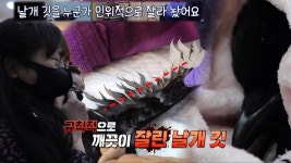 왜 날지 못하는 걸까, 까미에게 숨겨진 비밀은? | ZUM TV