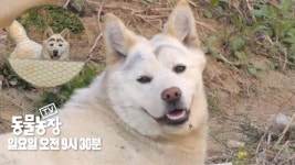 [5월 8일 예고] 못 말리는 민폐犬 짱구의 정체는? | ZUM TV