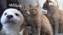 고양이는 다 나비 강아지는 다 백구라 부르는 시골마을ㅋㅋㅋㅣFour Baekbu Pups VS Four Cheese Cattos | ZUM TV
