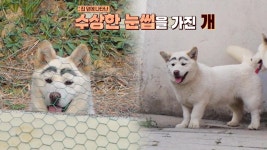 내 집인 듯 내 집 아닌 못 말리는 ‘짱구’의 침입 | ZUM TV