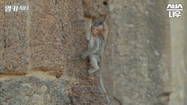 [선공개] 호기심 많고 말썽 피우는 사고뭉치 아기 원숭이 멍키시티 in SBS 스페셜_5월 14일 첫 방송 #SBS스페셜 #멍키시티 | SBSNOW | ZUM TV