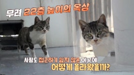 22층 고층 아파트 옥상에 사는 고양이 ‘애옹이’ | ZUM TV