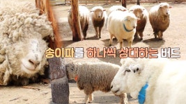 버드VS송이, 양떼 목장의 운명을 건 승부! | ZUM TV