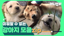 뭘 해도 용서되는 강아지가 되고 싶다..... [거부할 수 없는 강아지들 몰아보기... 뭘 해도 용서되는 강아지가 되고 싶다........ 