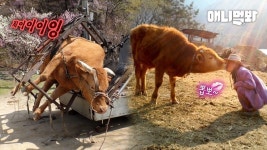 12년을 함께한 ‘소’울메이트를 요상한 기구에 태운 남자.. 그리고 5분 후ㅣSpecial Gift The Mister Gave To His Pet Cow | ZUM TV