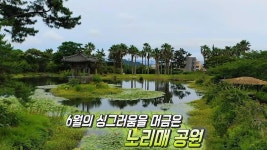 제주의 자연을 한자리에! 노리매 공원★ | ZUM TV