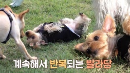 다른 개와 마주치기만 하면 발라당 눕는 봄이를 말려주세요! | ZUM TV