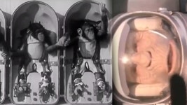 우주를 경험한 최초의 영장류, 침팬지 햄☆ | ZUM TV