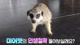 [7월 24일 예고] 미어캣의 인생 철학, 들어보실래요? | ZUM TV