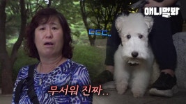 우이천에서 행복하게 산책하던 강아지들에게 연달아 생긴 일ㅣReason Why Raccoon Dogs Started Attacking People | ZUM TV