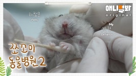 쪼꼬미 동물병원 시즌2 1화 (내원환자 : 드워프햄스터 두부님)ㅣAnimal Hospital for Tiny Animals2 Ep 1(Patient: Dubu, Hamster)... 