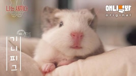 나는 태어난 지 7일 된 기니피그 새끼다 [애니멀봐 나새끼 1호]ㅣI’m A Guinea Pig, Was Born Exactly A Week Now | ZUM TV