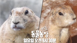 [10월 9일 예고] 좌충우돌 프레리도그 합사 프로젝트 START! | ZUM TV
